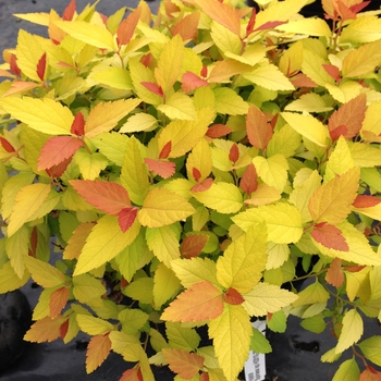 Spiraea japonica (Spirea) - Double Play® 'Candy Corn®' Spiraea japonica (Spirea) - Double Play® 'Candy Corn®'