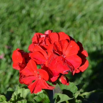 Pelargonium x hortorum - 'Savannah Really Red' Zonal Geranium