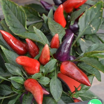 Capsicum annuum - 'Wicked' Ornamental Pepper Capsicum annuum - 'Wicked' Ornamental Pepper