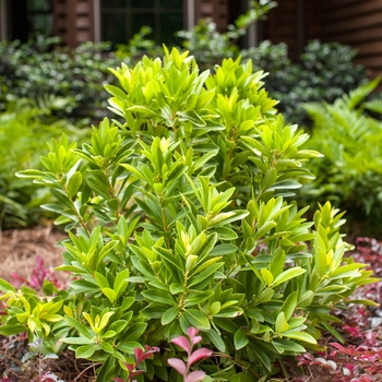 Illicium parviflorum - 'BananAppeal™' Small Anise Tree