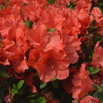Rhododendron (Azalea) - Encore® 'Autumn Sunset™'