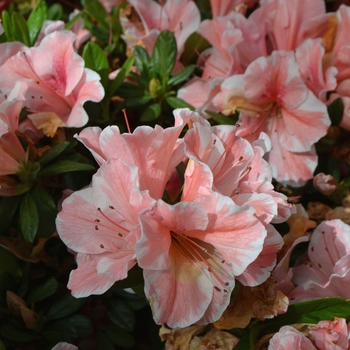 Rhododendron (Azalea) - Encore® 'Autumn Sunburst®' Rhododendron (Azalea) - Encore® 'Autumn Sunburst®'