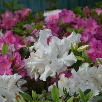 Rhododendron (Azalea) - Encore® 'Autumn Lily®' Rhododendron (Azalea) - Encore® 'Autumn Lily®'