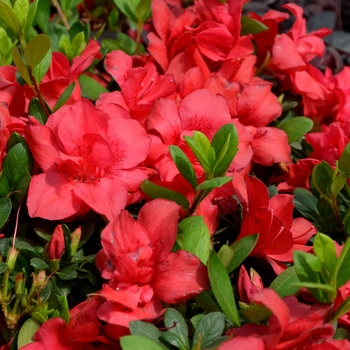 Rhododendron (Azalea) - Encore® 'Autumn Bonfire®'