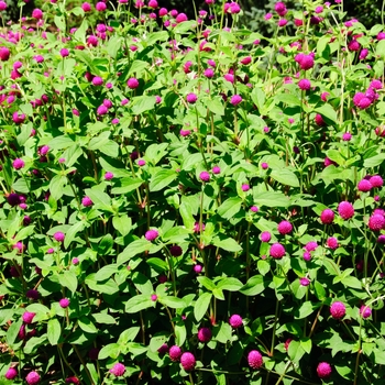 Gomphrena globosa - 'Ping Pong Purple' Gomphrena globosa - 'Ping Pong Purple'