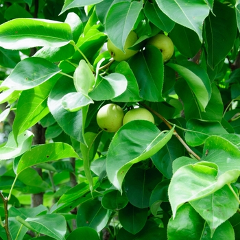 Pyrus pyrifolia - 'Shinseiki' Asian Pear