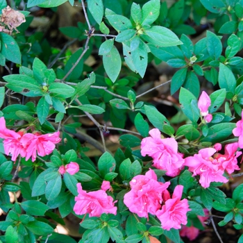 Rhododendron (Azalea) - Encore® 'Autumn Rouge®'