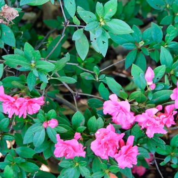 Rhododendron (Azalea) - Encore® 'Autumn Rouge®' Rhododendron (Azalea) - Encore® 'Autumn Rouge®'