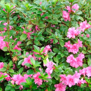Rhododendron (Azalea) - Encore® 'Autumn Carnation®'