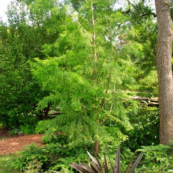 Taxodium distichum - 'Shawnee Brave' Bald Cypress Taxodium distichum - 'Shawnee Brave' Bald Cypress