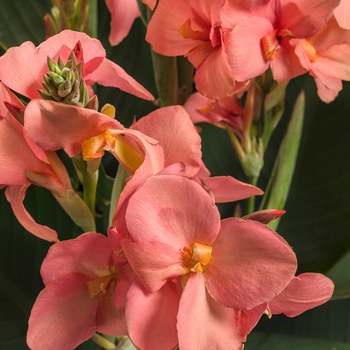 Canna x generalis - Canna Lily Canna x generalis - Canna Lily