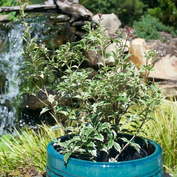 Osmanthus heterophyllus - 'Variegatus' False Holly Osmanthus heterophyllus - 'Variegatus' False Holly