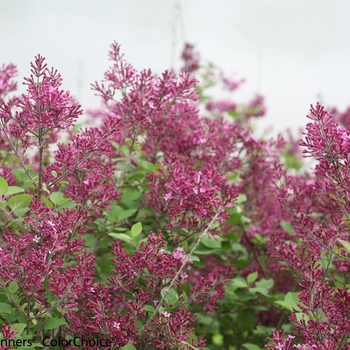 Syringa (Reblooming Lilac) - Bloomerang® 'Dark Purple' Syringa (Reblooming Lilac) - Bloomerang® 'Dark Purple'
