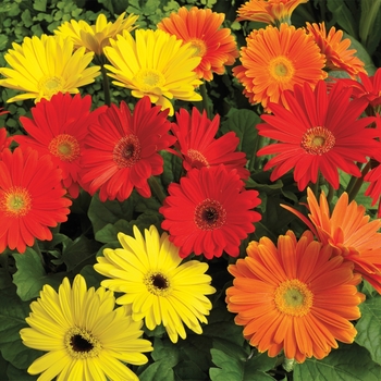 Gerbera jamesonii (Gerbera Daisy) - Jaguar™ Salsa Mix Gerbera jamesonii (Gerbera Daisy) - Jaguar™ Salsa Mix