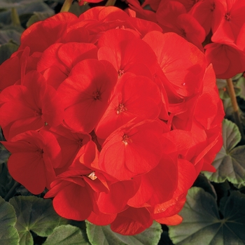 Pelargonium x hortorum (Zonal Geranium) - BullsEye™ 'Scarlet'