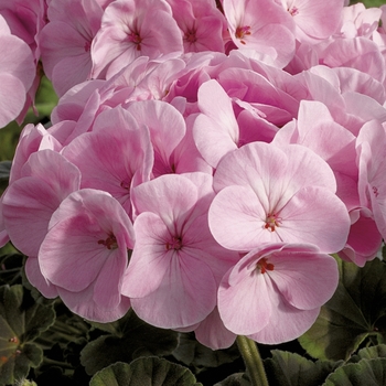 Pelargonium x hortorum (Zonal Geranium) - BullsEye™ 'Light Pink'