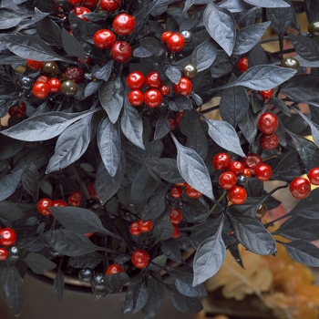 Capsicum annuum - 'Onyx Red' Ornamental Pepper Capsicum annuum - 'Onyx Red' Ornamental Pepper