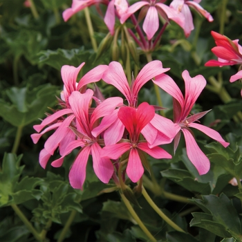 Pelargonium peltatum - 'Cascade Sofie' Ivy Geranium Pelargonium peltatum - 'Cascade Sofie' Ivy Geranium