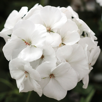 Pelargonium (Interspecific Geranium) - Calliope® Medium White