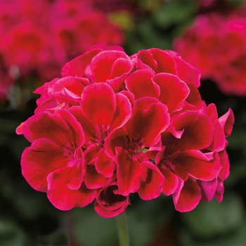 Pelargonium (Interspecific Geranium) - Calliope® Medium Crimson Flame