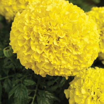 Tagetes erecta (Marigold) - Perfection™ 'Yellow' Tagetes erecta (Marigold) - Perfection™ 'Yellow'