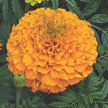 Tagetes erecta (Marigold) - Perfection™ 'Orange' Tagetes erecta (Marigold) - Perfection™ 'Orange'