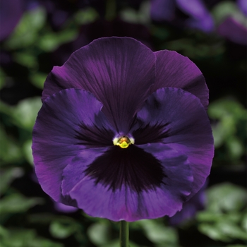 Viola x wittrockiana (Pansy) - Delta™ Premium 'Neon Violet' Viola x wittrockiana (Pansy) - Delta™ Premium 'Neon Violet'
