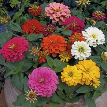 Zinnia elegans - Magellan™ Mix Zinnia elegans - Magellan™ Mix