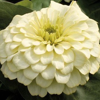Zinnia elegans - Magellan™ Ivory Zinnia elegans - Magellan™ Ivory