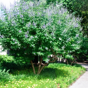 Vitex agnus-castus - 'Shoal Creek' Chaste Tree Vitex agnus-castus - 'Shoal Creek' Chaste Tree