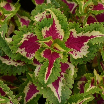 coleus - Wizard® 'Rose' coleus - Wizard® 'Rose'