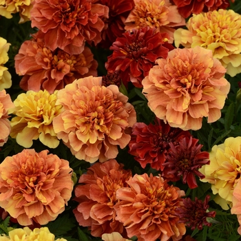 Tagetes patula - 'Strawberry Blonde' French Marigold Tagetes patula - 'Strawberry Blonde' French Marigold