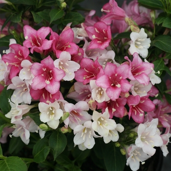 Weigela florida 'VUKOZGemini' PP28969 (Weigela) - Czechmark Trilogy® Weigela Weigela florida 'VUKOZGemini' PP28969 (Weigela) - Czechmark Trilogy® Weigela