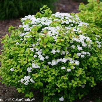 Spiraea betulifolia - 'Glow Girl®' Birchleaf Spirea Spiraea betulifolia - 'Glow Girl®' Birchleaf Spirea