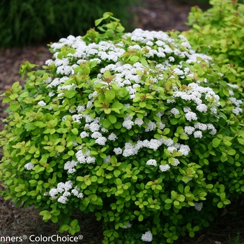 Spiraea betulifolia - 'Glow Girl®' Birchleaf Spirea