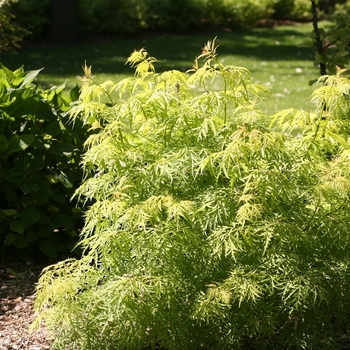 Sambucus racemosa - 'Lemony Lace®' Elderberry Sambucus racemosa - 'Lemony Lace®' Elderberry