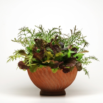 Lactuca - 'Healing Hands' Lettuce Lactuca - 'Healing Hands' Lettuce