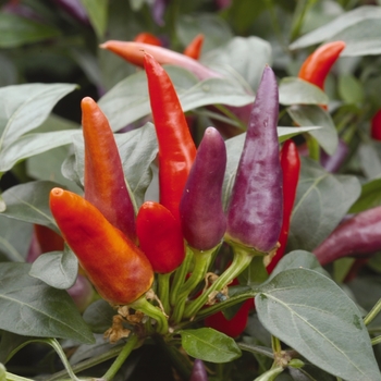 Capsicum annuum - 'Masquerade' Ornamental Pepper Capsicum annuum - 'Masquerade' Ornamental Pepper
