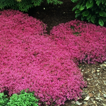 Thymus praecox 'Coccineus' (Red Creeping Thyme) - Coccineus Red Creeping Thyme Thymus praecox 'Coccineus' (Red Creeping Thyme) - Coccineus Red Creeping Thyme