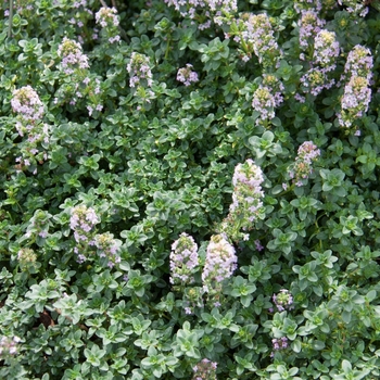 Thymus x citriodorus (Lemon Thyme) - Lemon Thyme