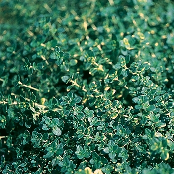 Thymus x citriodorus ''Doone Valley'' (Creeping Thyme) - Doone Valley Creeping Thyme Thymus x citriodorus ''Doone Valley'' (Creeping Thyme) - Doone Valley Creeping Thyme