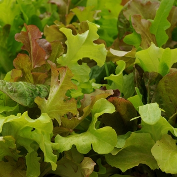 Lactuca sativa - 'Gourmet Blend' Lettuce Lactuca sativa - 'Gourmet Blend' Lettuce