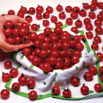 Lycopersicon esculentum - 'Sweet Million' Tomato Lycopersicon esculentum - 'Sweet Million' Tomato
