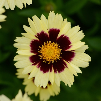 Coreopsis 'Balupteamed' PP28866 (Tickseed) - UpTick™ Cream & Red