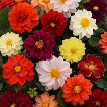 Dahlia - Figaro™ Mix Dahlia - Figaro™ Mix