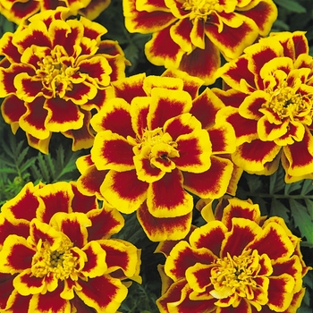 Tagetes patula (French Marigold) - Durango® Bee Tagetes patula (French Marigold) - Durango® Bee