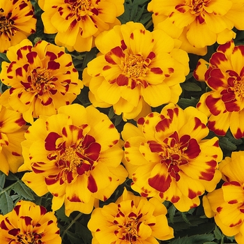 Tagetes patula (French Marigold) - Durango® Bolero