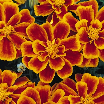 Tagetes patula (French Marigold) - Durango® Flame