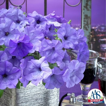 Petunia - 'Evening Scentsation' Petunia - 'Evening Scentsation'