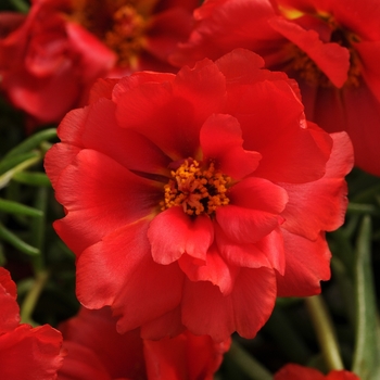 Portulaca grandiflora (Moss Rose, Purslane) - Happy Hour™ 'Deep Red'